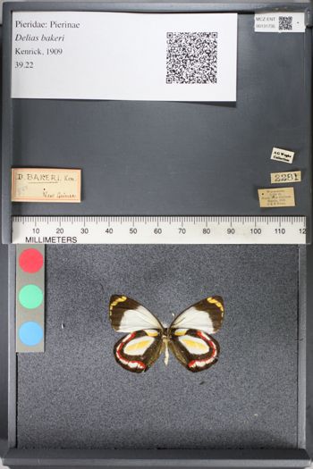 Media type: image;   Entomology 131735